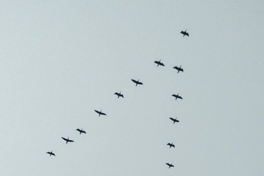 Fåglar som flyger i formation.